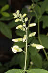 Apalachicola wild indigo